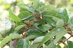 Cryptocarya beddomei